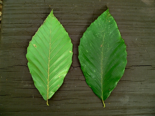 {Fagus grandifolia}